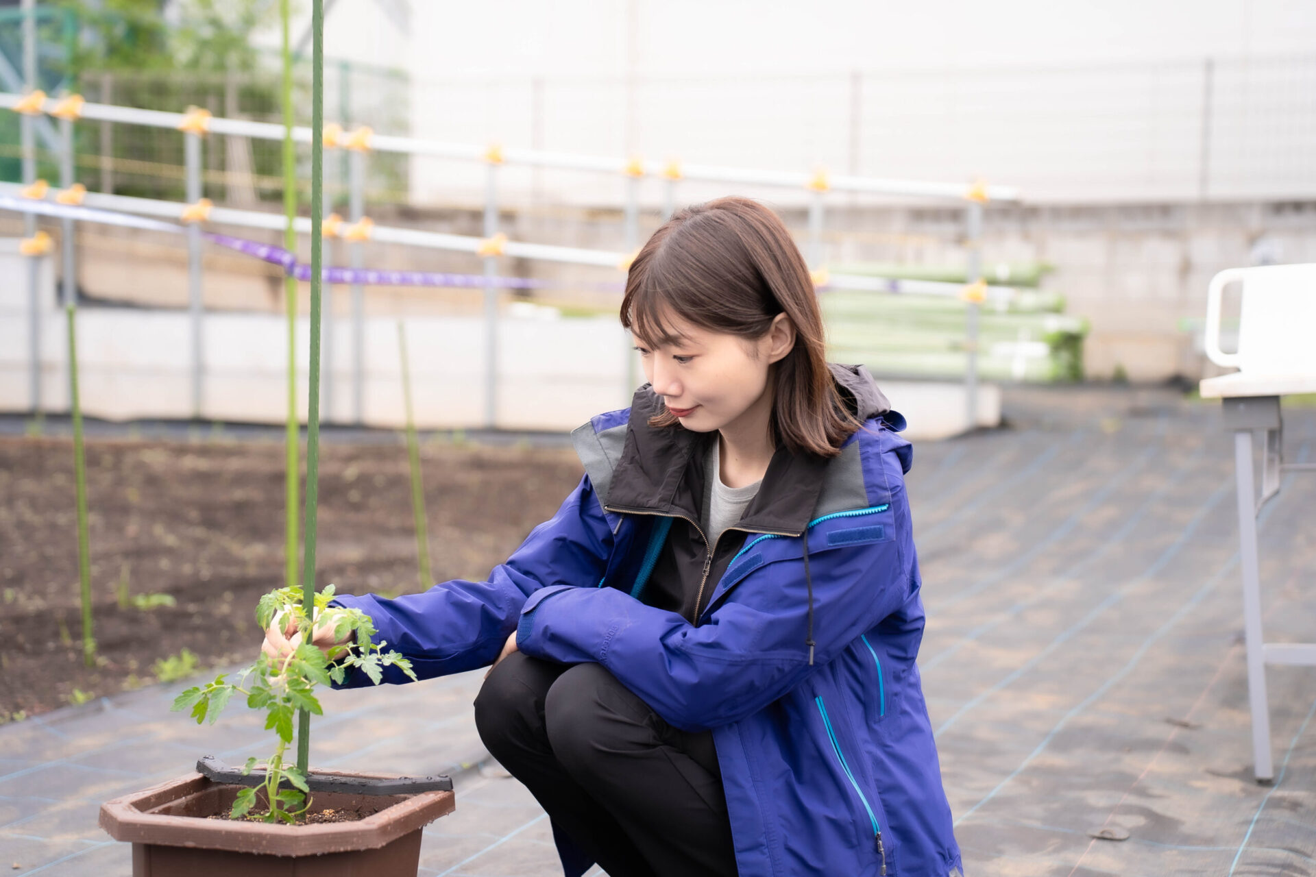 家庭菜園初心者がミニトマトの植え付けに挑戦。カインズの苗とプランターで簡単にできました！