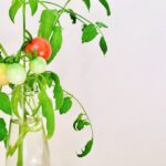 ガラス容器でミニトマトを水耕栽培！おしゃれに家庭菜園を楽しもう！