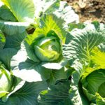 おいしいキャベツは土で決まる？育て方やおすすめの調理法を紹介！