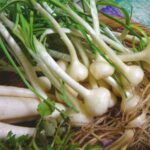 野草を育てる!?野生のネギ「ノビル」のおいしい育て方・食し方