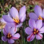 高級スパイス「サフラン」を自宅で育てる！栽培後の楽しみ方もご紹介