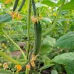 きゅうりってこんなに伸びるの!?育てて観察、食べて楽しむ夏の自由研究