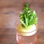 捨てずに再利用！大根のヘタから始めるエコで可愛い菜園生活