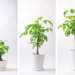 スーパーフードを室内で育てる「おうちモリンガ」。繰り返し収穫できる新感覚インテリア