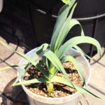 プランターで無限収穫？栄養満点「葉にんにく」の水耕栽培と育て方