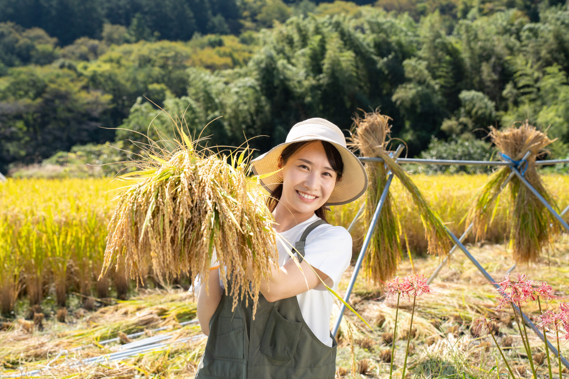 【島津の米】最高のおにぎりへ。坂折棚田でミネアサヒを手刈り収穫＆はざかけ！