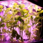 パクチー好き必見！室内でパクチーを年中収穫するための栽培テクニック